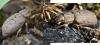 348750 – Photo : Liliane Delattre – France (30)